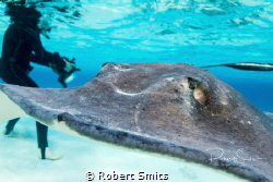 Stingrays are a group of rays, which are cartilaginous fi... by Robert Smits 